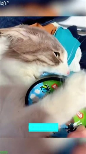 Alien Cat wins the fight - Funny Animals 😹 Meme Cat!