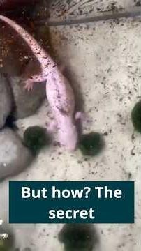 The creature that can regenerate its brain: Axolotl #axolotl #animals #science