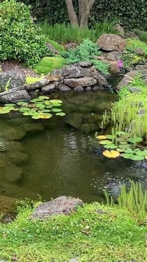 Water can wick out of your pond if you let it #ozponds