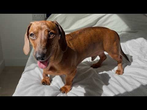 Mini dachshund thrives in the summer heat! ☀️
