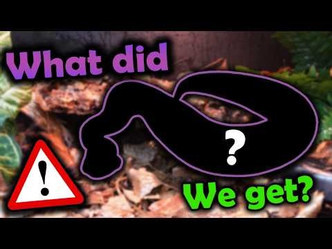 Meet our new Venomous Snake!