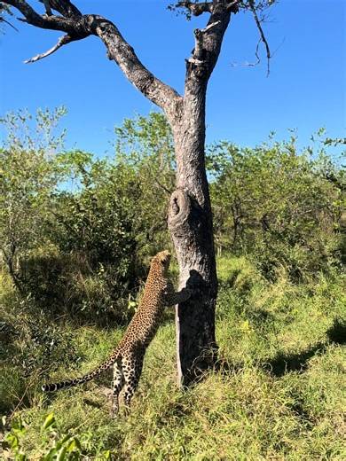 The incredible agility of the Nkoveni Female leopard on full display as she climbs into the branches of a marula tree 🐆🌿✨ #leopard #asmr #wildlife #southafrica #safari #catsoftiktok