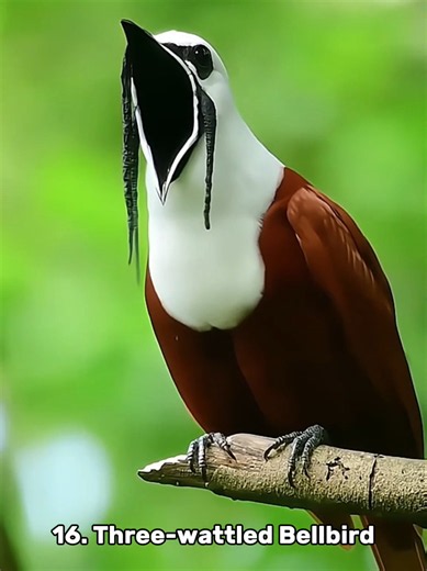 wonderful bird sounds #nature #birds #birdsounds #wildlife #fyp