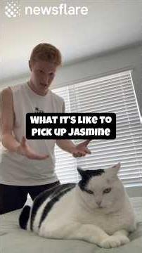 How To Pick Up Jasmine The Cat