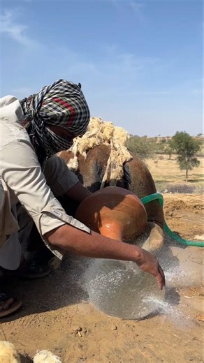 جسم غامض يخرج من ظهر جمل ينفجر بانفجار مدوٍ: صبي يغمى عليه بعد سماع الصوت!