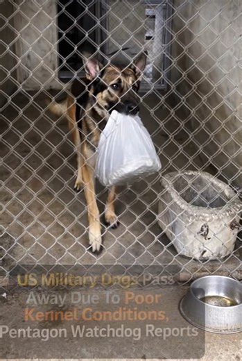 𝗔 𝗻𝗲𝘄𝗹𝘆 𝗿𝗲𝗹𝗲𝗮𝘀𝗲𝗱 𝗿𝗲𝗽𝗼𝗿𝘁 𝗳𝗿𝗼𝗺 𝘁𝗵𝗲 𝗗𝗲𝗽𝗮𝗿𝘁𝗺𝗲𝗻𝘁 𝗼𝗳 𝗗𝗲𝗳𝗲𝗻𝘀𝗲 𝗜𝗻𝘀𝗽𝗲𝗰𝘁𝗼𝗿 𝗚𝗲𝗻𝗲𝗿𝗮𝗹 𝗵𝗮𝘀 𝗿𝗮𝗶𝘀𝗲𝗱 𝘀𝗲𝗿𝗶𝗼𝘂𝘀 𝗰𝗼𝗻𝗰𝗲𝗿𝗻𝘀 about the care and housing conditions of U.S. military working dogs between 2021 and 2023. According to the findings, four dogs passed away during that period after being housed in deteriorating kennel facilities. Dozens of others reportedly experienced illness, injury, or signs of severe stress. Military workin