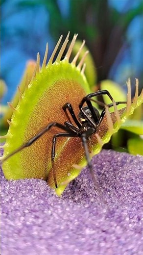 🤔 How does the Venus flytrap know it caught prey? #shorts