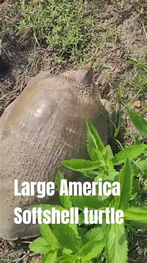 Large Softshell turtle