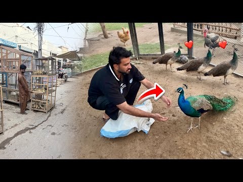 Bird market visit ||Mornio Ka Mor Agiya😍