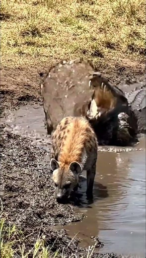 Hunter Becomes the Hunted: Hyena Dragged Under by Crocodile🐆🐊#shorts #viralvideo #animals