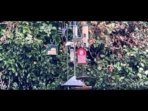 Birdwatching: Backyard frequent visitor such as pigeons bluebirds starlings finches flickers + more