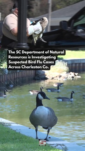 DNR investigating bird deaths around Charleston after sick geese pulled from Quarterman's Pond — bird flu suspected. If you see a sick or dead bird, don't touch it, call DNR. #Charleston #BirdFlu #DNR #CHSNews