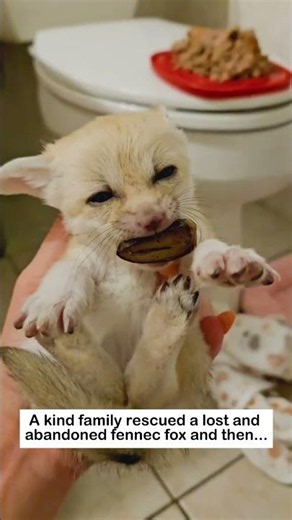 A lost fennec fox cub #animals #wildliferescue #lovestory #rescue #cute #love #fox #fennec fox