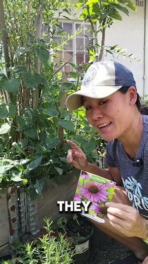 How to Grow Echinacea AKA Coneflower from Seed | Flowers for a Sunny Pollinator Garden