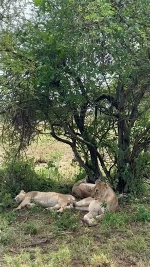 Lioness Play time - Serengeti National ParkAfrican Safari Wonders #wildlife #serengeti