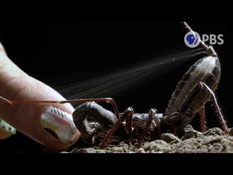 Don’t Touch These Animals. Seriously. | Deep Look