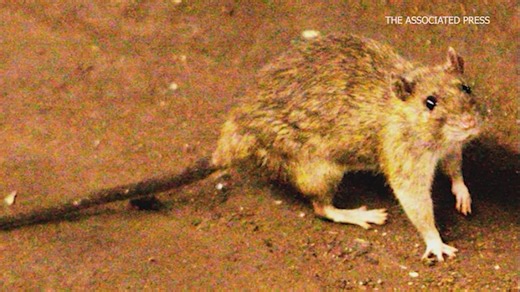 Hantavirus death in Colorado, state says not linked to cruise ship outbreak