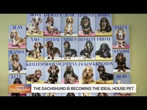 Small Dogs, Big Demand as Dachshund Popularity Takes Off