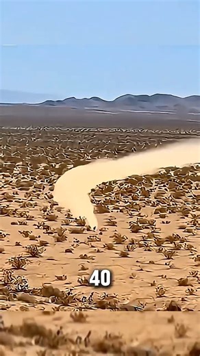 The Roadrunner Is the Smartest Bird in the World #AnimalIntelligence #WildlifeFacts #NatureAmazing | Video Content Vairal