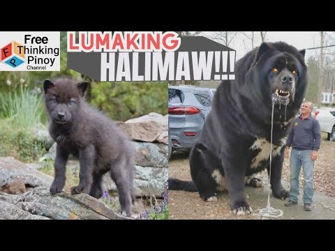 COMPILATION top 24 Delikadong Breed ng ASO at CUTE PUPPIES nila