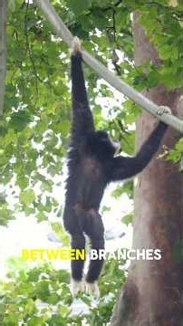 These animals can swing through trees like superheroes!#shorts #animals #pets #cute #gibbons #funny