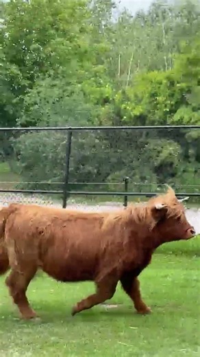 Guess who's back on the pasture? 🐮