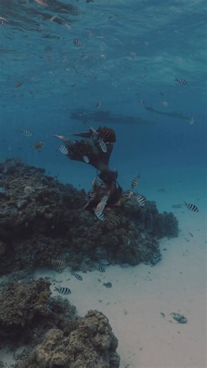 A mermaid swimming in the beautiful ocean 🌊 #mermaid #mermaids #mermaidlore #professionalmermaid #mermaidtail #mermaidcore #fantasy #fantasycreature | Mermaid Sirenity