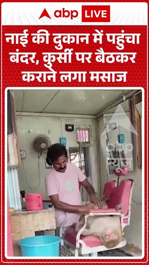Viral Video : नाई की दुकान में पहुंचा बंदर, कुर्सी पर बैठकर कराने लगा मसाज | #viral #ytshorts