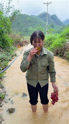 Harvesting grapes | This is why farming is fun #farmlife #funny