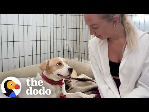Feral Puppy Won't Stop Growling Until She Meets These Dogs | The Dodo