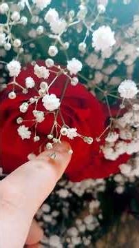 anbox do 💐 da minha mãe