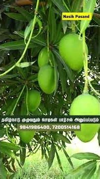 😱 January-ல Flowering Mango? Nasik Pasand Mango Explained 🌱 | Terrace & Home Garden Friendly