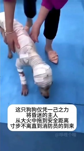 🇨🇳 烈火中的忠诚：狗狗只身拖出昏迷主人，全身灼伤守护至消防员到来 🇬🇧 Fire Hero; Dog Drags Unconscious Owner to Safety