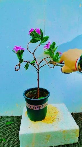 Pruning and shaping periwinkles is easy to do. #GardeningExpert #ILoveGrowingFlowersAndPlants #PottedPlants #Periwinkle | Nazim's Bonsai