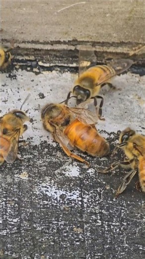 Why are they carrying their queen like this? 😳🐝