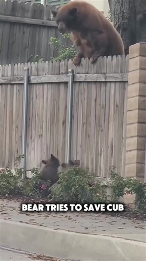 Bear Cub's Close Call: A Mother's Instinct