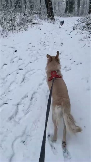 Allez on cours ! #goldenretriever #whippet