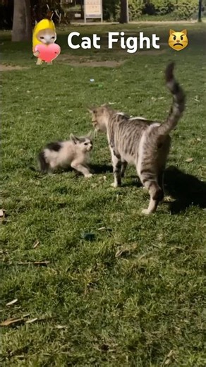 Watch This Cat fight 🙀#shorts #cat