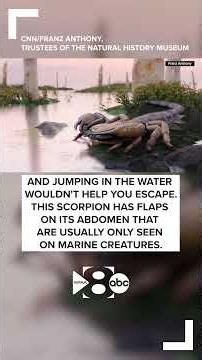World's largest scorpion was the size of a baseball bat