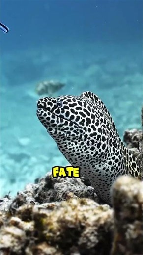 ​Real-life Alien! 👽🌊 The terrifying second jaw of the Moray Eel. #OceanLife #MarineBiology