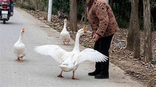 Watch what happens when a goose attacks an old lady