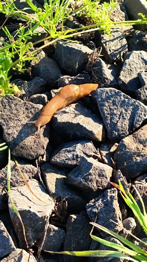 slug on a Stone 🐌✨ | Nature in Motion #shorts
