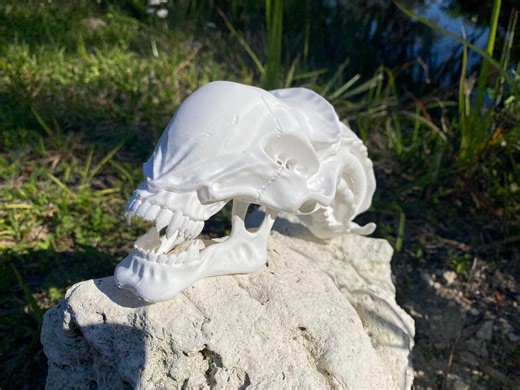 Xenomorph Skull "alien" Replica - Etsy