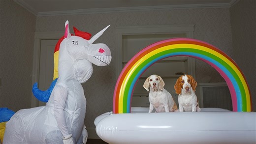 Dogs prank a unicorn with rainbow surprises at home