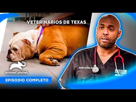 🔴 Episodio completo | Veterinarios de Texas - S4 Ep1 | Animal Planet Latinoamérica