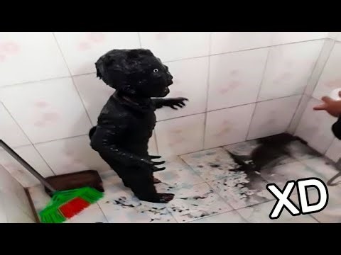 SI TE RÍES PIERDES NIVEL DIOS 😂🤣 [999.99 IMPOSIBLE NO REÍRSE] 🤯 Videos De Risa Muy Graciosos