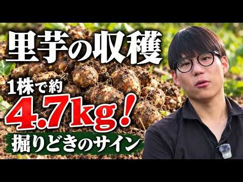 【里芋の収穫】1株で約4.7kg！収穫時期の見極め・傷つけない掘り方・長期保存のコツ