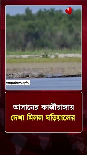 আসামের কাজীরাঙ্গায় দেখা মিলল ঘড়িয়ালের | Assam | Gharia | Protidiner Bangladesh