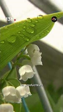 🌱La cueillette du muguet a déjà commencé