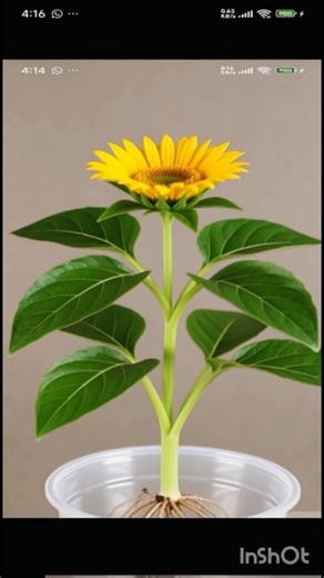 Mini Sunflower Growth Timelapse 🌻 Seed to Bloom | #Viral #ViralShorts #ForYou #YTShorts